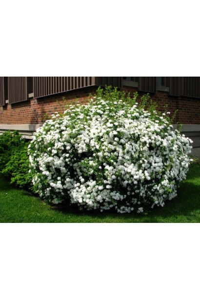 Компактний кущ спіреї Альбіфлора в саду